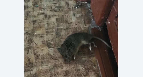 Дезинфекция от мышей в Горнозаводске