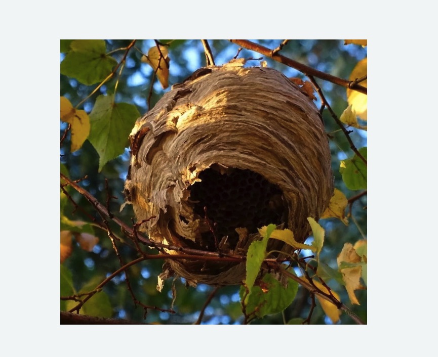 Обработка от шершней в Горнозаводске