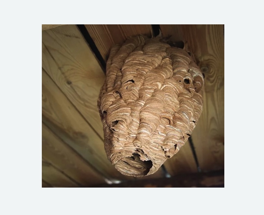 обработка от шершней в Горнозаводске