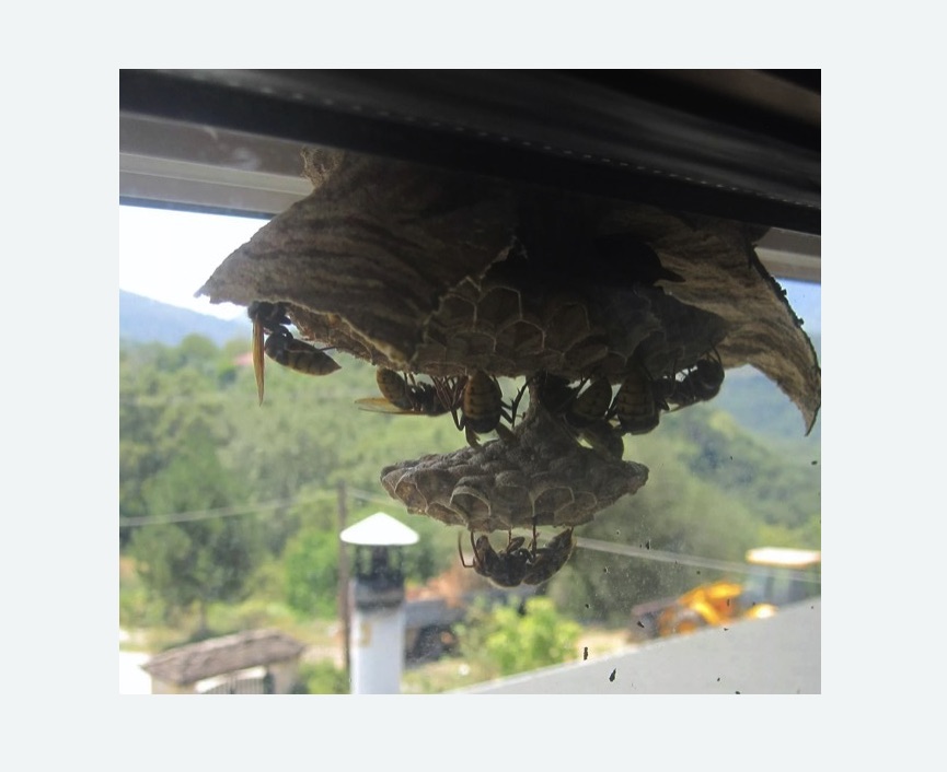 Уничтожение гнёзд шершней в Горнозаводске