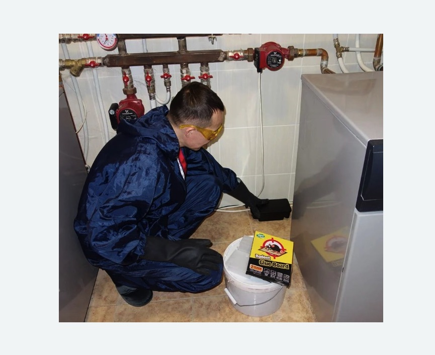 Уничтожение крыс в Горнозаводске