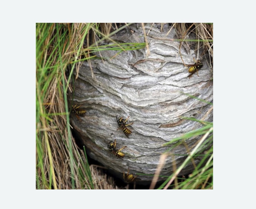 Уничтожение ос и ульев в Горнозаводске